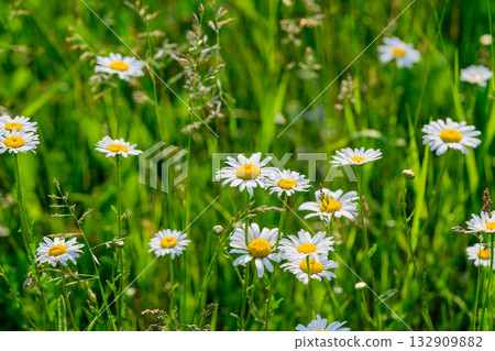 A Field of Blooming Daisies Surrounded by Lush Greenery and Natures Vibrant Colors 132909882