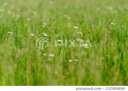 A Serene Meadow adorned with Delicate Daisies and Lush Green Grass all around it A Serene Meadow adorned with Delicate Daisies and Lush Green Grass all around it 132909890