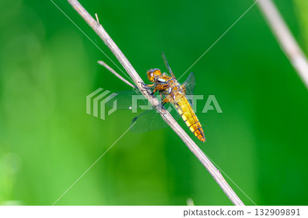 A CloseUp of a Beautiful, Colorful Dragonfly Resting Peacefully on a Delicate Stem 132909891