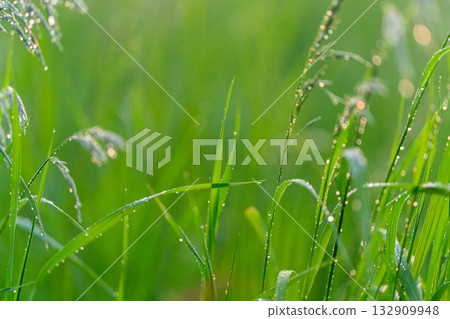Beautifully Fresh Green Grass with Shimmering Dew Drops, Captured in Morning Light Beautifully Fresh Green Grass with Shimmering Dew Drops, Captured in Morning Light 132909948