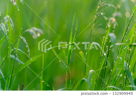 Morning Dew Glistening on Lush, Vibrant Green Grass in the Early Hours of Daylight 132909949