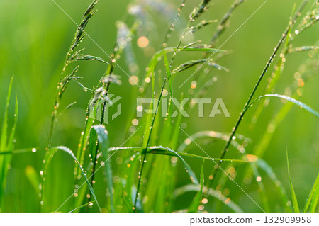 DewKissed Green Grass Shimmering Beautifully in the Soft, Warm Morning Light and Bright Sunshine DewKissed Green Grass Shimmering Beautifully in the Soft, Warm Morning Light and Bright Sunshine 132909958