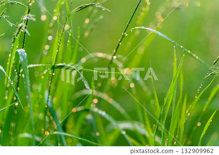 The Morning Dew Collects on the Beautiful, Lush Green Grass of Natures Vibrant Landscape The Morning Dew Collects on the Beautiful, Lush Green Grass of Natures Vibrant Landscape 132909962