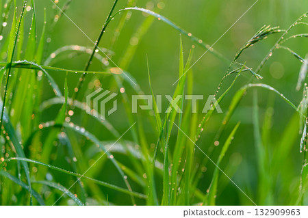 Morning Dew Glistening on Lush Green Grass in a Beautiful Natural Setting Outdoors 132909963