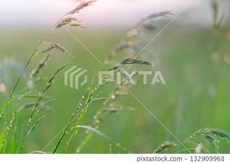 Morning dew glistens on a lush grassy field at dawn, embracing natures elegance and beauty Morning dew glistens on a lush grassy field at dawn, embracing natures elegance and beauty 132909968