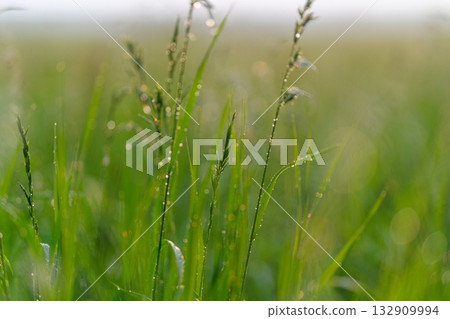 Lush, vibrant green grass adorned with sparkling dew drops glistening at the crack of dawn Lush, vibrant green grass adorned with sparkling dew drops glistening at the crack of dawn 132909994
