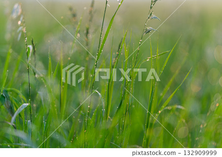 The Beautiful Morning Dew on the Lush Green Grass of the Serene Fields Invites a Sense of Peace 132909999