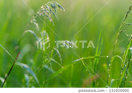 DewKissed Grass in the Beautiful Morning Light of Early Daybreaks Essence and Calmness 132910000