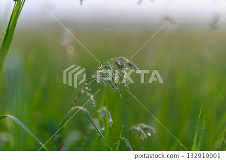 A Beautiful and Serene Landscape Showcasing Morning Dew on the Lush Green Grassy Meadow 132910001