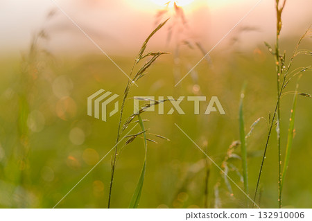 Morning dew sparkles on the lush field as the warm sun rises above the distant horizon Morning dew sparkles on the lush field as the warm sun rises above the distant horizon 132910006
