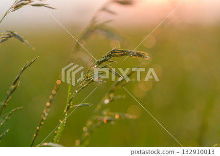 The Morning Dew Glistening on Grass Blades in a Softly Focused and Dreamy Landscape The Morning Dew Glistening on Grass Blades in a Softly Focused and Dreamy Landscape 132910013