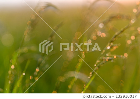 The Dewy Grass in the Bright Morning Light that Illuminates the Landscape Beautifully The Dewy Grass in the Bright Morning Light that Illuminates the Landscape Beautifully 132910017