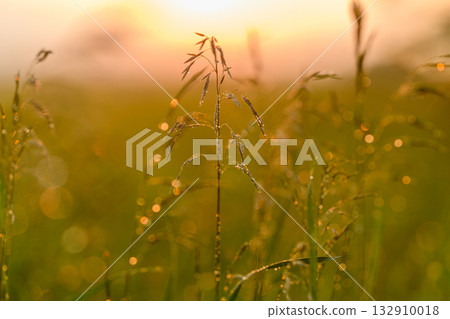 Golden Hour Serenity and Peacefulness in Natures Beautiful, lush Grassland Expanses Golden Hour Serenity and Peacefulness in Natures Beautiful, lush Grassland Expanses 132910018