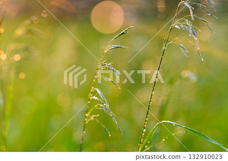 The Dewy Grass at Sunrise beautifully showcases the gentle bokeh effect in nature 132910023
