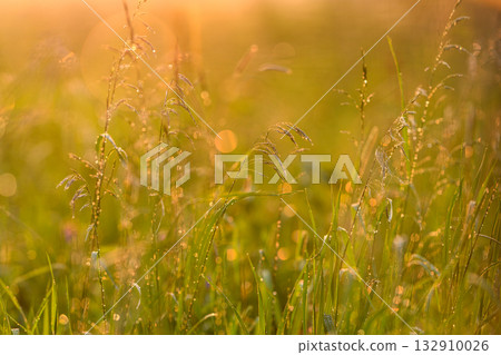 Morning dew glistens on green grass, lit by golden sunrise, creating a serene countryside 132910026