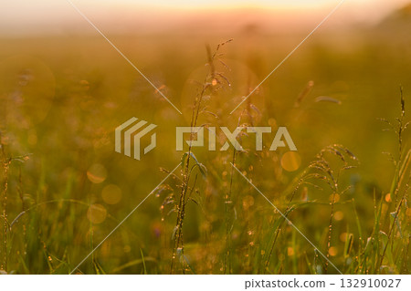 The dewy grasses at sunrise radiate a beautiful golden glow that captivates the senses The dewy grasses at sunrise radiate a beautiful golden glow that captivates the senses 132910027