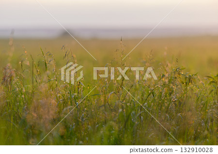 A Serene Meadow at Dawn adorned with Dewkissed Grass, bathed in the warm morning light A Serene Meadow at Dawn adorned with Dewkissed Grass, bathed in the warm morning light 132910028