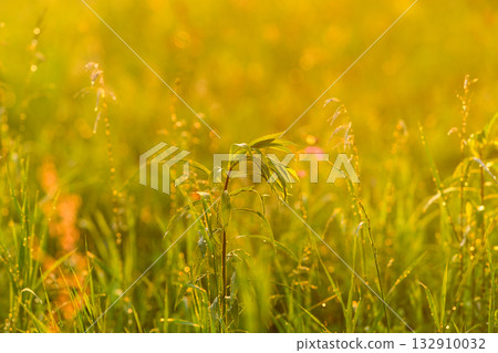 A beautiful golden field enhanced by sunlit grass and various flora bathed in soft light 132910032