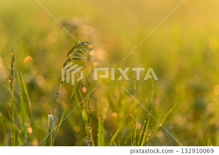 Morning Dew on Grass captures the breathtaking beauty and intricate details found in nature 132910069