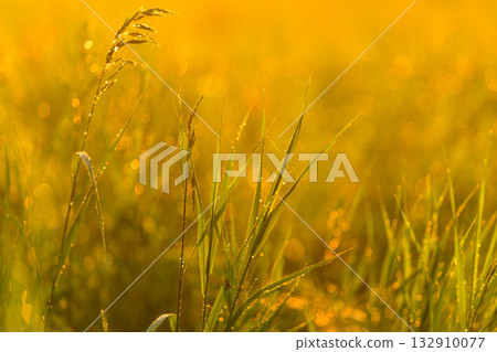 A Beautiful Golden Field of Grass Glimmering Radiantly in the Morning Light and Sunshine A Beautiful Golden Field of Grass Glimmering Radiantly in the Morning Light and Sunshine 132910077