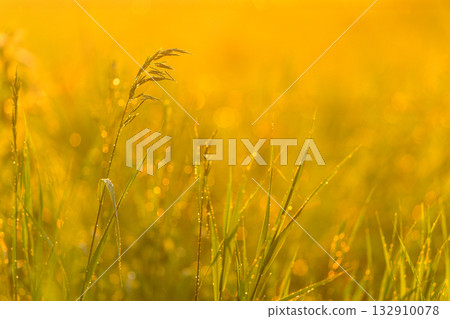 The Golden Sunrise Gleams Over Lush Dewy Grass Fields, Creating a Beautiful Morning Scene The Golden Sunrise Gleams Over Lush Dewy Grass Fields, Creating a Beautiful Morning Scene 132910078