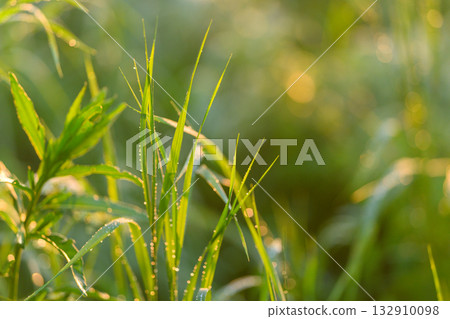 A Beautiful Scene of Serene Greenery with Morning Dew in the Heart of Natures Embrace 132910098