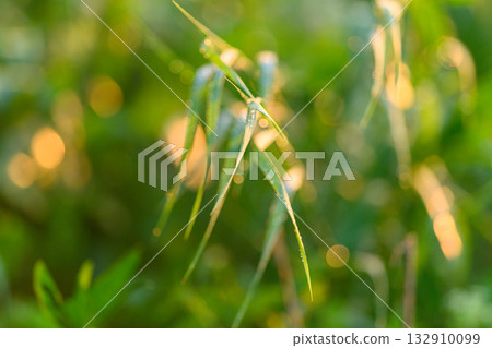 Delicate and beautiful green grass is gently swaying in a soft and pleasant breeze 132910099