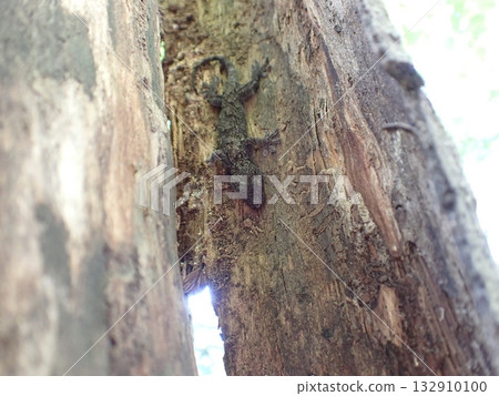 Japanese gecko resting on tree bark [Ecological photos of wild reptiles in Japan] 132910100
