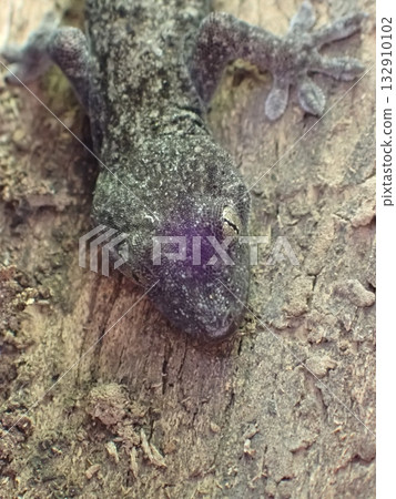 Japanese gecko resting on tree bark [Ecological photos of wild reptiles in Japan] 132910102