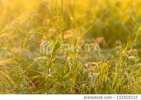 The Gentle Morning Light Illuminates the Dewy Grass in the Expansive Green Field 132910122