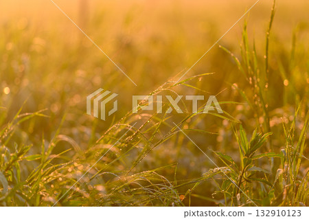 The Beautiful Golden Hour Glow on Dewy Grasses Captures Natures Essence Perfectly 132910123