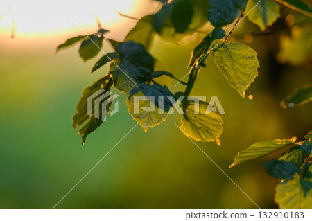 A breathtaking view of illuminated green leaves adorned with dew drops at sunset time 132910183