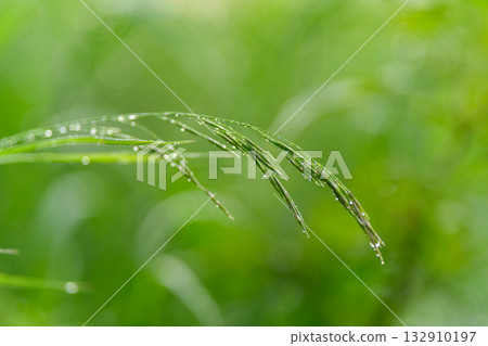 The Fresh Morning Grass with Dew Drops Beautifully Reflects Natures Natural Beauty and Splendor The Fresh Morning Grass with Dew Drops Beautifully Reflects Natures Natural Beauty and Splendor 132910197