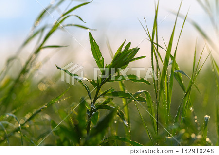 Lush, Thriving, and Verdant Green Grass and Leaves Draped in the Radiant Morning Light Lush, Thriving, and Verdant Green Grass and Leaves Draped in the Radiant Morning Light 132910248