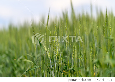A Beautiful Lush Green Wheat Field Under Clear Blue Skies, Ideal for Agriculture and Biodiversity A Beautiful Lush Green Wheat Field Under Clear Blue Skies, Ideal for Agriculture and Biodiversity 132910295