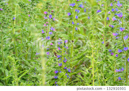 Vivid and Vibrant Purple Wildflowers Flourishing in a Lush Green Landscape Such as Meadows 132910301
