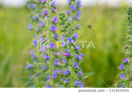 Vibrant Purple Wildflowers Positioned Beautifully in a Lush Green Field Full of Life 132910304