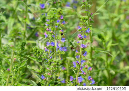 Lush Wildflowers with Beautiful, Vibrant Blue Blooms Surrounded by Lush Greenery all Around 132910305