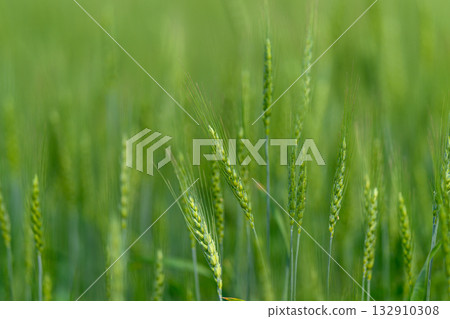 Lush, expansive green fields filled with thriving grains glowing beautifully under bright sunlight 132910308