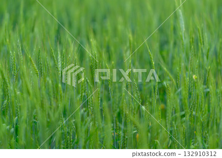 A Beautiful and Lush Green Field Filled with Grains Glimmering in the Morning Light 132910312