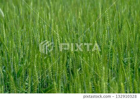 A Vibrant and Lush Green Wheat Field, Bathed in Bright Sunlight, Glimmers during the Daytime A Vibrant and Lush Green Wheat Field, Bathed in Bright Sunlight, Glimmers during the Daytime 132910328