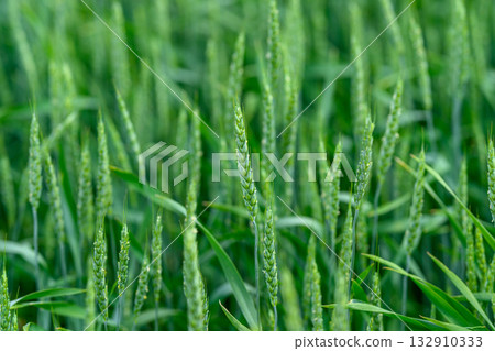 A Vast, Lush Green Wheat Field Spreading Out Beautifully Under the Bright Blue Sky Above 132910333