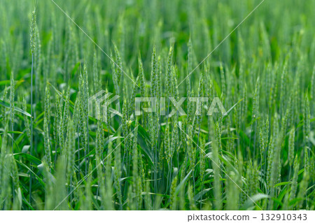 Lush Green Grains Growing Abundantly in a Beautifully Cultivated Field of Agriculture 132910343