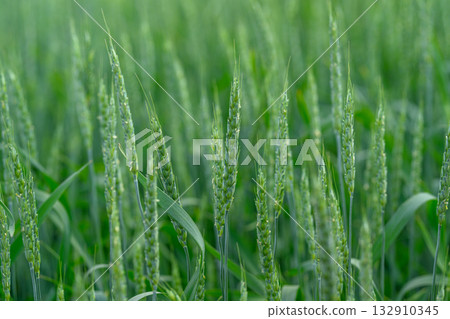 Vibrant and Lush Green Wheat Field Embracing the Early Growth Stage of Crops and Flora, 132910345