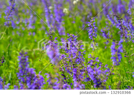 A Set of Beautiful and Vibrant Purple Wildflowers Blooming in a Lush Green Field Scenery A Set of Beautiful and Vibrant Purple Wildflowers Blooming in a Lush Green Field Scenery 132910366