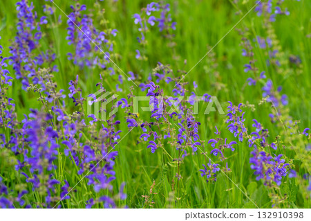 The Stunningly Vibrant Purple Wildflowers Blooming in a Lush Green Field are Truly Beautiful 132910398