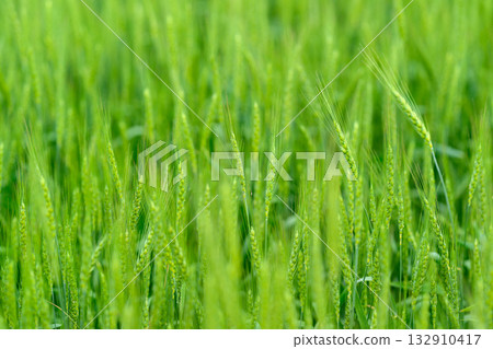 A Beautiful and Lush Green Wheat Field that is Currently in the Early Growth Stage of its Life Cycle A Beautiful and Lush Green Wheat Field that is Currently in the Early Growth Stage of its Life Cycle 132910417