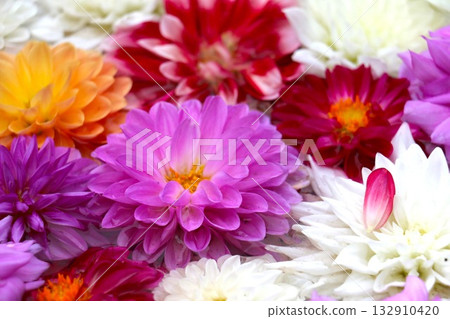 五彩繽紛的大麗花 五彩繽紛的大麗花 132910420