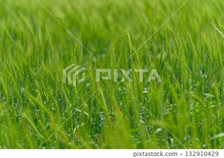 A Beautiful and Vibrant Green Field of Grass Flourishing Smoothly in the Heart of Natures Splendor A Beautiful and Vibrant Green Field of Grass Flourishing Smoothly in the Heart of Natures Splendor 132910429