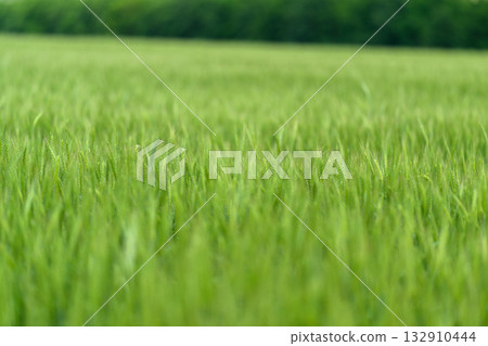 A Vibrant Green Grass Field with Soft Blurs in Background Creates a Beautiful Scene 132910444